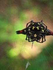 Gasteracantha geminata