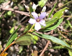 Billardiera cymosa