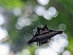 Gasteracantha geminata