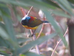 Aethopyga nipalensis