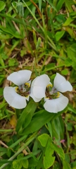 Calochortoideae