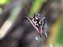 Gasteracantha geminata