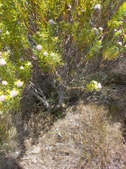 Leucadendron linifolium