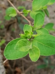 Vangueria macrocalyx