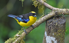 Anisognathus somptuosus