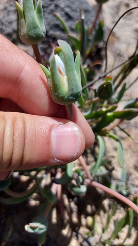 Floppy Leaffig (Skiatophytum flaccidifolium)