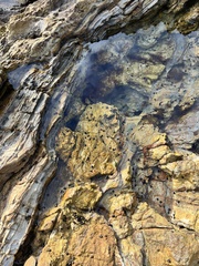 Littorina subrotundata