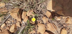 Hibiscus aethiopicus