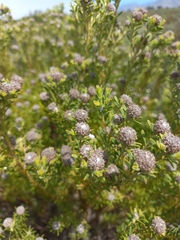 Leucadendron linifolium