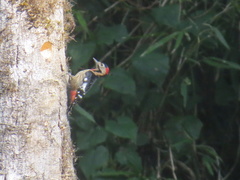 Dendrocopos darjellensis