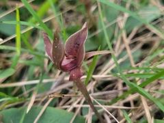 Chiloglottis triceratops