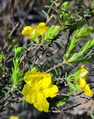 Hibbertia devitata