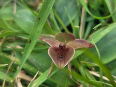 Chiloglottis triceratops