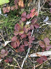 Rubus arcticus acaulis
