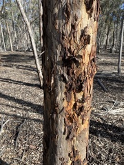 Eucalyptus astringens