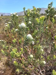 Leucadendron linifolium
