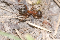 Formica sanguinea