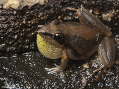 Litoria latopalmata