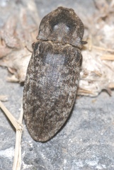 Agrypnus murinus