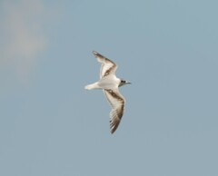 Hydrocoloeus minutus