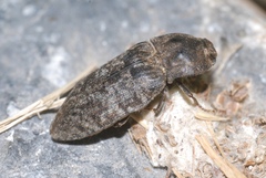 Agrypnus murinus