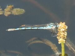 Austrolestes annulosus