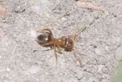 Lasius brunneus
