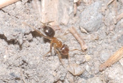 Lasius brunneus