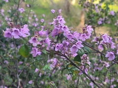 Prostanthera rotundifolia