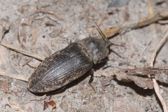 Agrypnus murinus