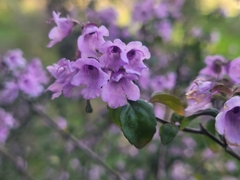Prostanthera rotundifolia