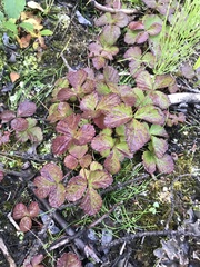 Rubus arcticus acaulis