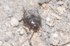 Sehirinae