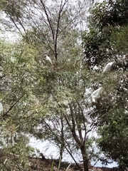 Cacatua sanguinea gymnopis