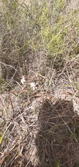 Cyanella hyacinthoides