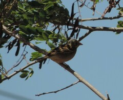 Emberiza hortulana