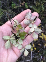 Rubus arcticus acaulis