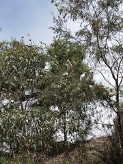 Cacatua sanguinea gymnopis