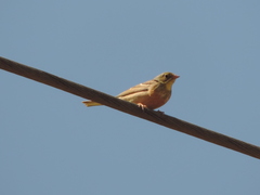 Emberiza hortulana
