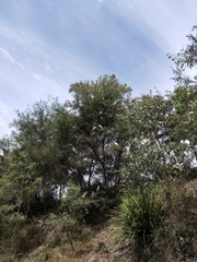 Cacatua sanguinea gymnopis