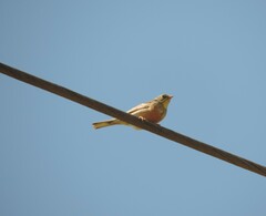 Emberiza hortulana