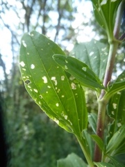 Subcoccinella vigintiquatuorpunctata