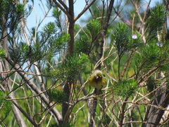 Serinus canicollis