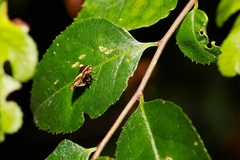 Choreutis basalis