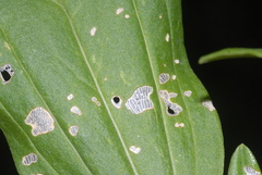 Subcoccinella vigintiquatuorpunctata