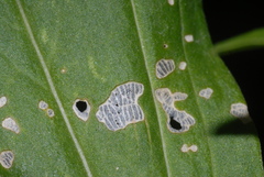 Subcoccinella vigintiquatuorpunctata