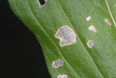 Subcoccinella vigintiquatuorpunctata