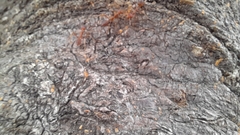 Oecophylla smaragdina