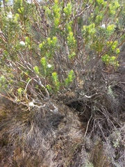 Leucadendron linifolium