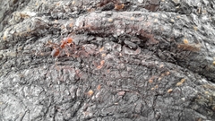 Oecophylla smaragdina